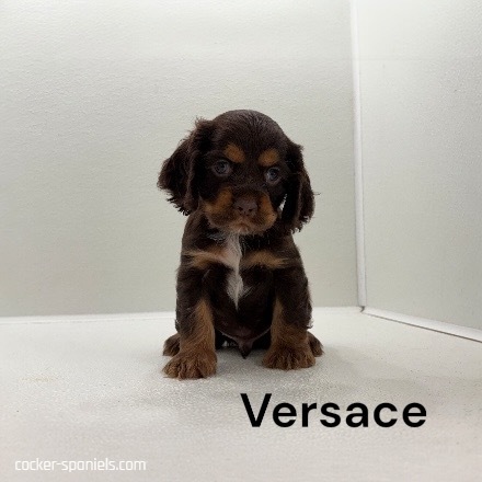 puppy, for, sale, Cocker Spaniel, Joe & Cherri  Overlease, dog, breeder, Miller, MO, dog-breeder, puppy-for-sale, forsale, nearby, find, puppyfind, locator, puppylocator, aca